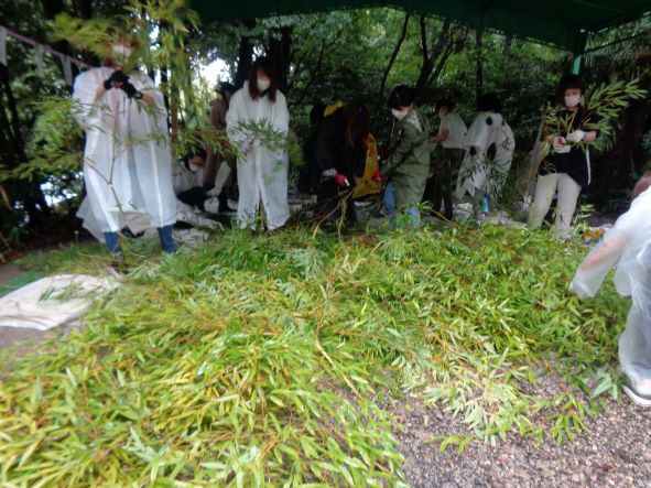 笹取りC.JPG