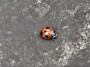 １IMG_4404てんとう虫.jpgのサムネイル画像